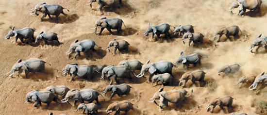 无人机被用于将大象赶出居民区