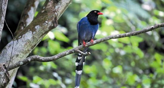台湾蓝鹊于繁殖期所产生的护巢、护幼行为只是短期。