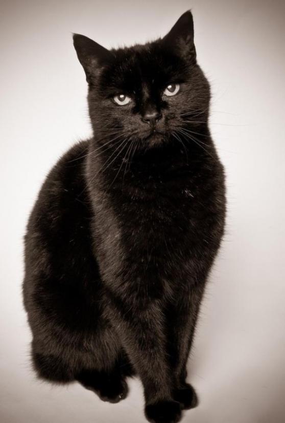 黑猫被指是女巫的宠物之一