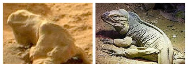 UFO爱好者们发现的“化石鬣鳞蜥”