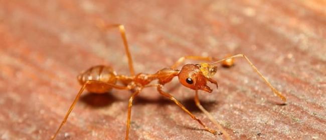 美国研究发现切叶蚁制造的垃圾堆释放甲烷和氮 加剧温室效应