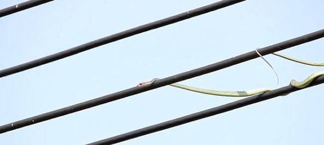 马来西亚沙巴州青蛇欲捕鸟 伪装成电线仍失败