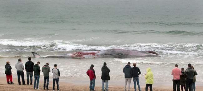 英国爱尔兰岛发现八年来第三条搁浅鲸鱼