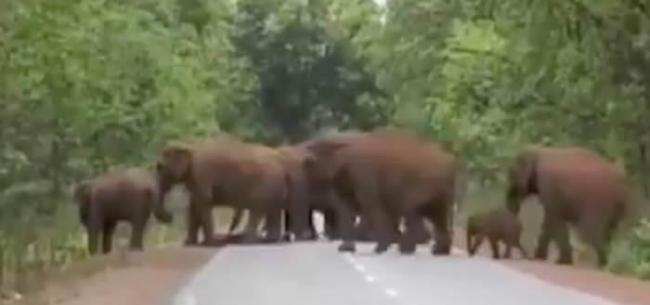 印度大象群为小象举行葬礼