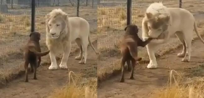 白狮子主动跟狗狗握手 还偷偷亲一口