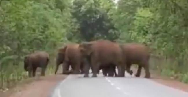 印度大象群为小象举行葬礼