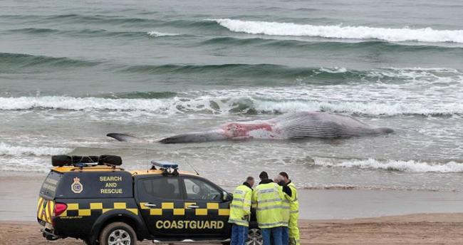 英国爱尔兰岛发现八年来第三条搁浅鲸鱼