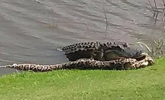 美国佛罗里达州男子打高尔夫球惊见鳄鱼与巨蟒大战