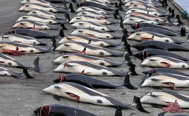多国已立法禁止捕鲸。