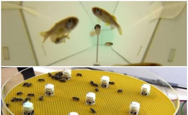 鱼群及蜂群在机器人的引领下，互相模仿。