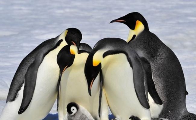 科学家追踪到有皇帝企鹅潜水长达32.2分钟。（资料图片）