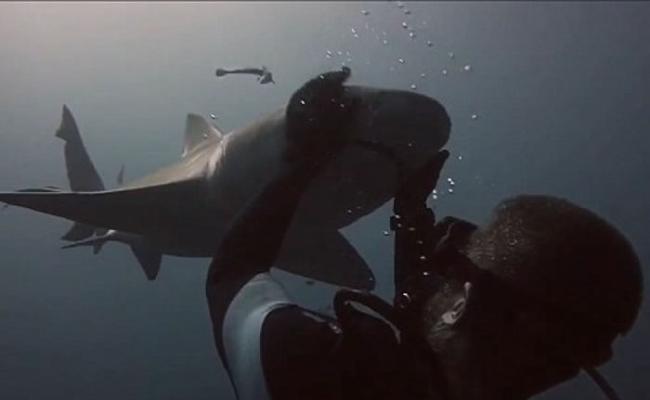 美国佛罗里达州勇敢潜水员拥抱鲨鱼建立友好关系