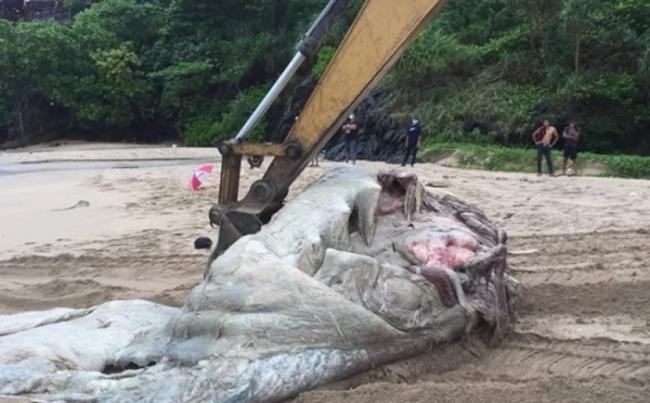 泰国喀比府海滩出现一具严重腐烂的鲸鱼尸体