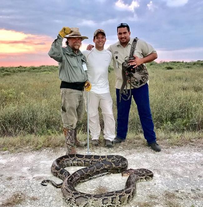 美国佛罗里达州埃弗格雷斯捕蛇活动 副州长与队友擒4.5米巨蟒
