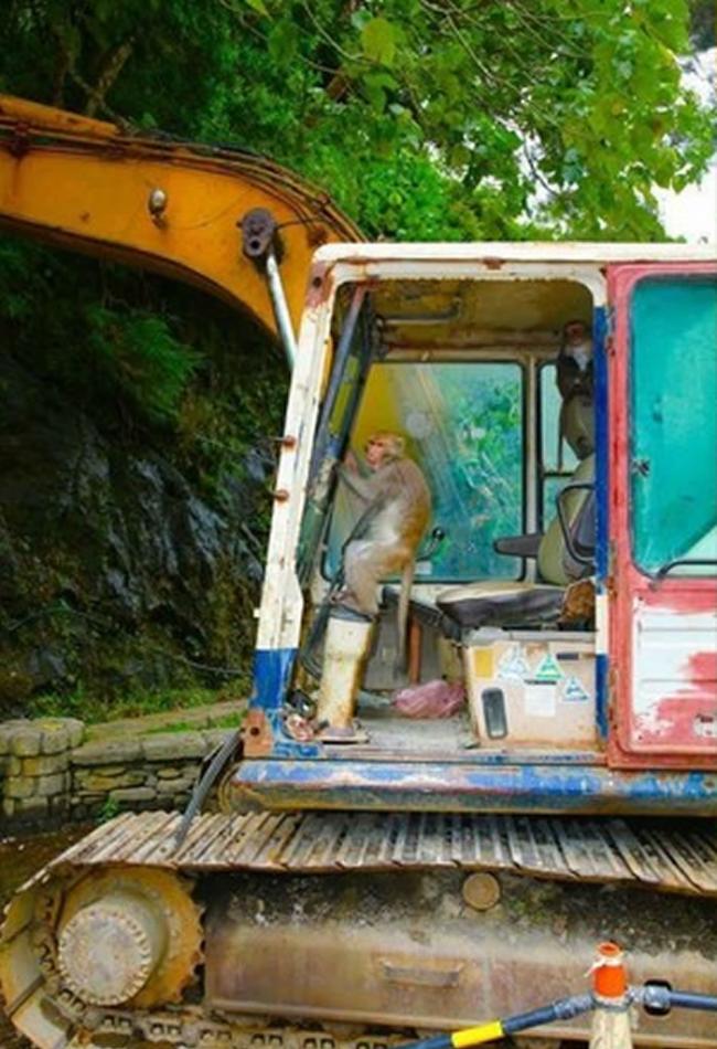 山中无老虎：台湾一只猴子坐在挖土机驾驶座上装模作样操作