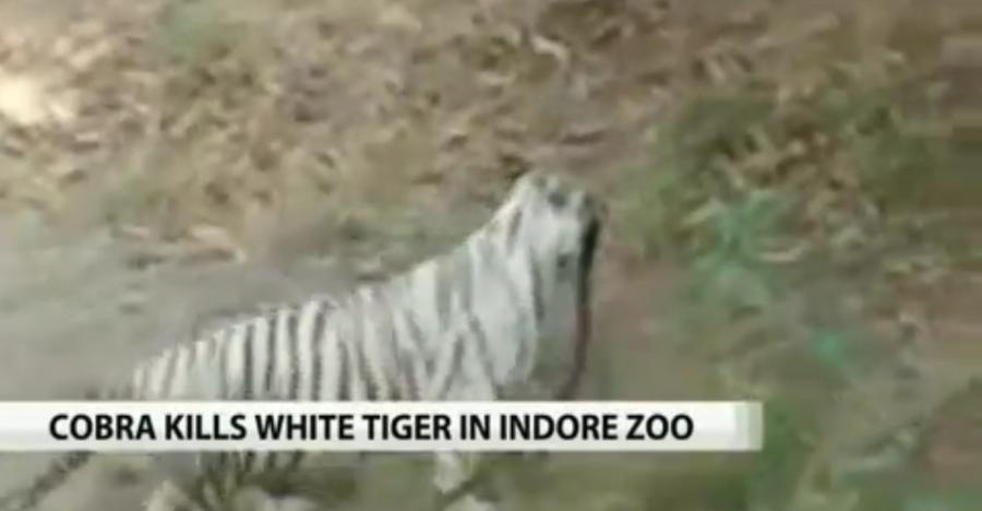 （神秘的地球报道）当地时间2014年12月27日，印度印多尔，印多尔动物园内一头三岁大的白虎与眼镜蛇发生争斗，白虎被眼镜蛇咬后死亡，眼镜蛇受伤。