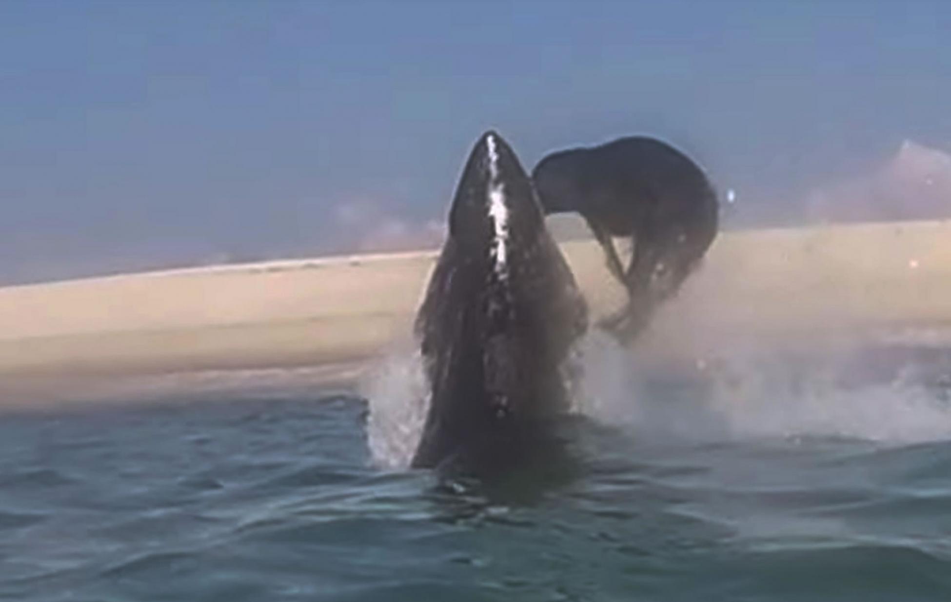 罕见一幕：大白鲨在科德角追捕海豹