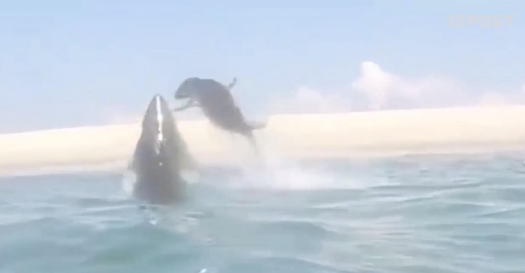 罕见一幕：大白鲨在科德角追捕海豹