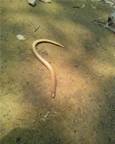 重庆缙云山国家级自然保护区首次发现蛇蜥
