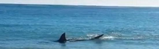 澳大利亚4米长大白鲨吞食海狮被噎死
