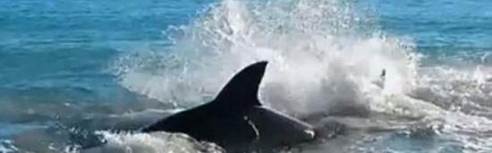 最终，人们在大白鲨的喉部发现一头卡着的海狮。