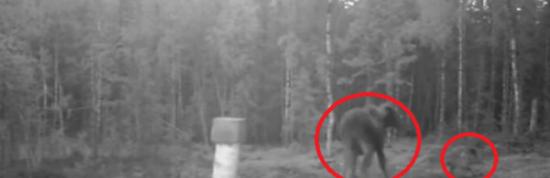 瑞典森林麋鹿妈妈为保护孩子与2只野狼对抗
