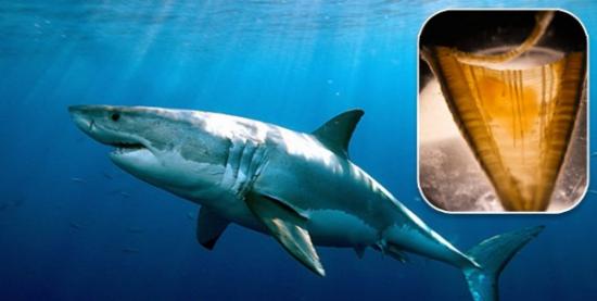 大白鲨的年龄比人们想象的更长