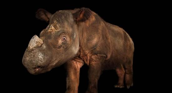 极度珍稀苏门答腊犀在辛辛那提动物园辞世