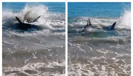 一名目击者称当时的情景让人感到惊奇，那条大白鲨靠近海岸后，来来回回折腾了2个小时。