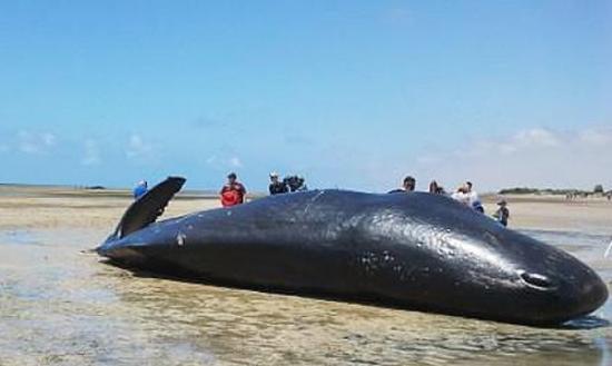7条抹香鲸尸体日前搁浅在阿德罗桑一处海滩