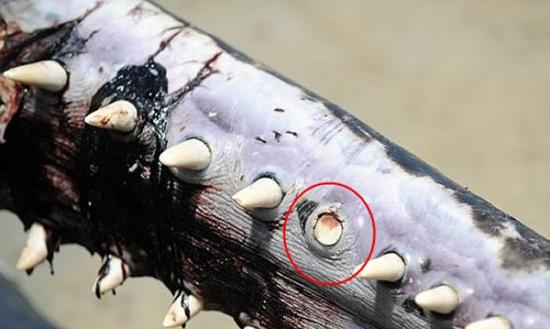 有已死抹香鲸的牙齿(红圈)被人拔掉偷去
