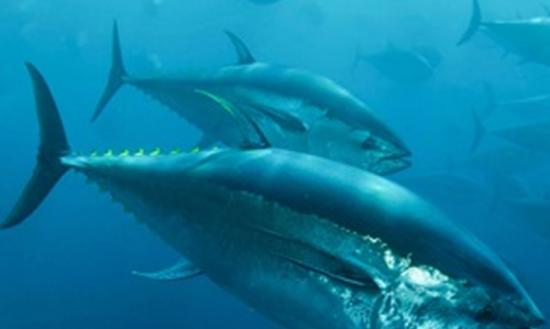 太平洋蓝鳍吞拿鱼(图)被IUCN列为新的濒危物种之一。