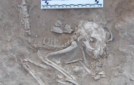 考古人员在埃及古墓中发现几只猫的骨骼