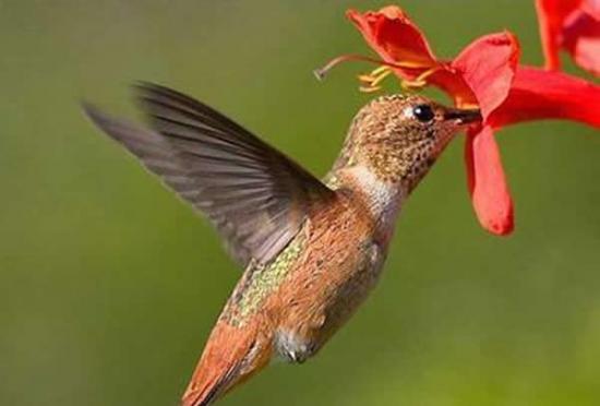 蜂鸟主要食用花蜜，偶尔也吃昆虫