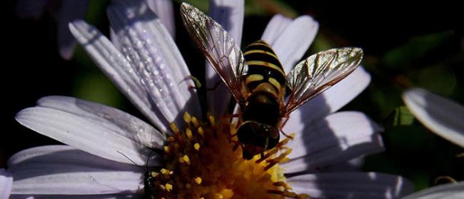 俄罗斯滨海边疆区科学家培育出新品种蜜蜂并申请专利