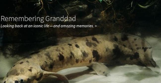 世界上最长寿的“老爷爷（Granddad）”肺鱼去世