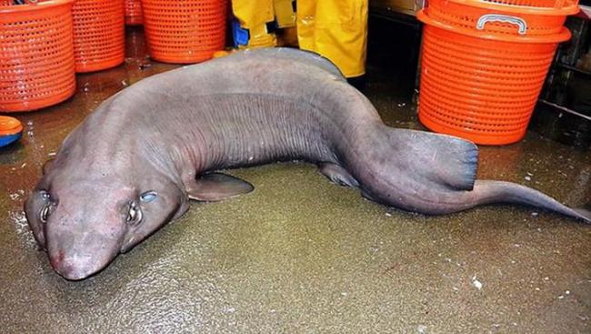 苏格兰海域捕捞到一条罕见丑陋鲨鱼――拟皱唇鲨