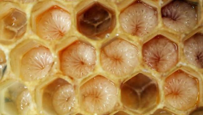 这种昆虫住在蜂巢里并以蜂蜡为食。 / PHOTOGRAPH BY AGENCJA FOTOGRAFICZNA CARO, ALAMY