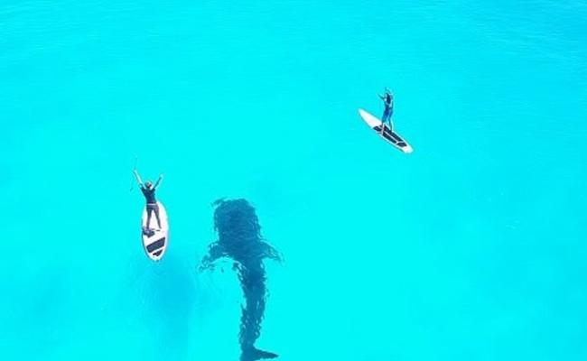 墨西哥坎昆岛泳客鲸鲨同行戏水