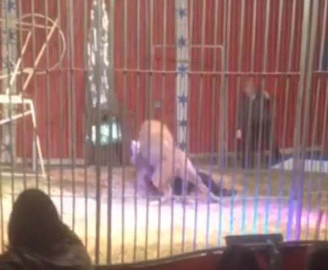 法国马戏团表演发生意外：驯兽师和狮子共同演出时被发狂狮子攻击