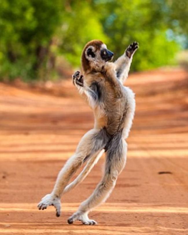 现实版《马达加斯加》：著名野生动物摄影师Shannon Benson拍到野生狐猴的逗趣画面