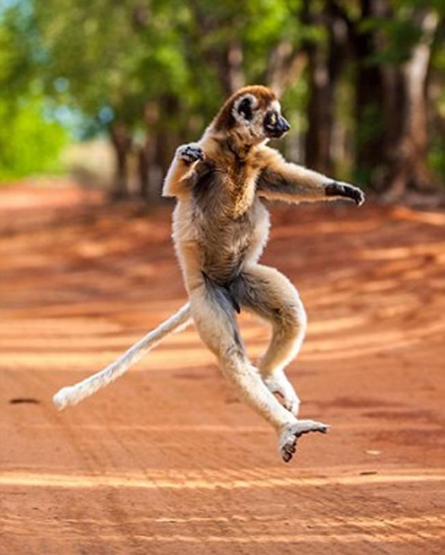 现实版《马达加斯加》：著名野生动物摄影师Shannon Benson拍到野生狐猴的逗趣画面