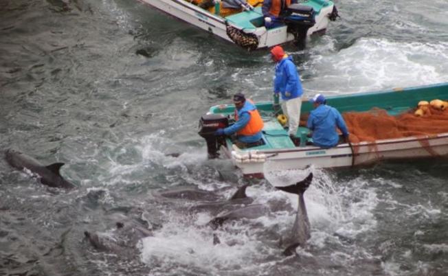 太地町围捕海豚的做法一直备受争议