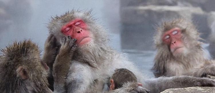 似乎每个人都喜欢拍摄在温泉中泡澡的猴子。