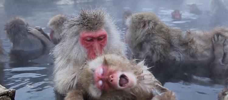 地狱谷猴子公园中有许多雪猴，它们在温泉中洗澡、梳理毛发。