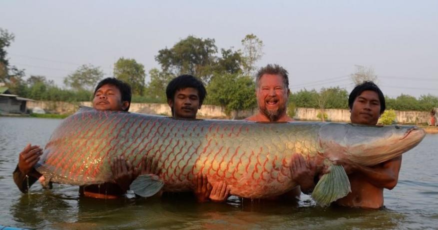 泰国叻丕府4名男子捕获一条重达460斤的巨滑舌鱼