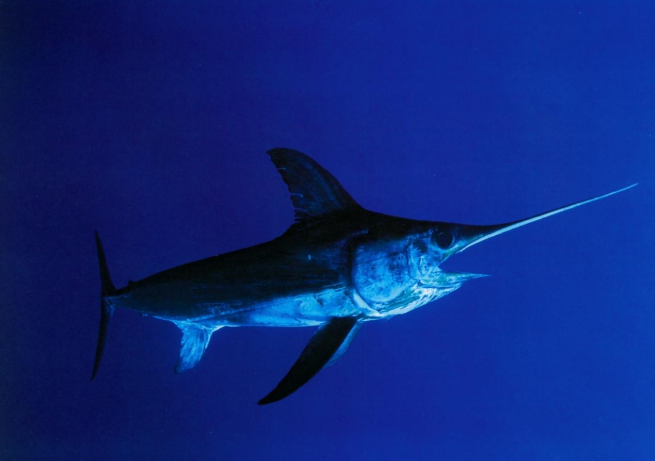 枪鱼和旗鱼等长喙鱼的负荷重的喙骨是通过重建加以维持的