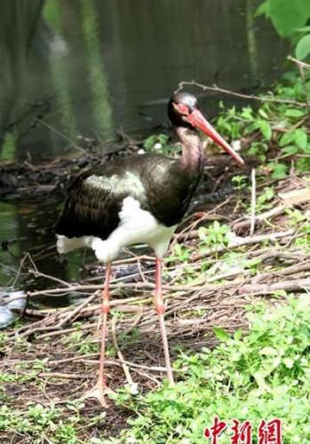 世界濒危珍禽、国家一级重点保护动物黑鹳现身湖北宜昌