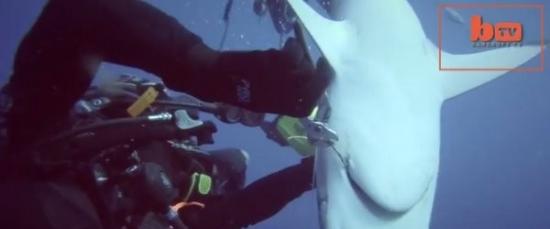 美国2名潜水爱好者帮周围一堆鲨鱼拔鱼钩