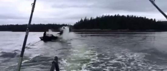 美国阿拉斯加杀人鲸（虎鲸）甩尾把一只海狮抛到空中